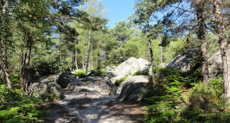 Top randonnées à Fontainebleau : Découvrez les meilleurs sentiers